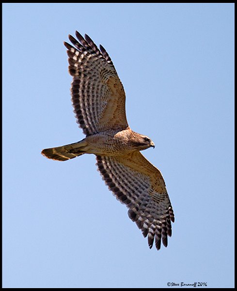 _6SB0117 red-shouldered hawk.jpg